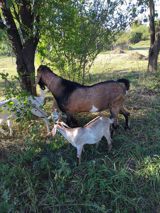 Vind capre anglo nubiane și țap anglo nubieni