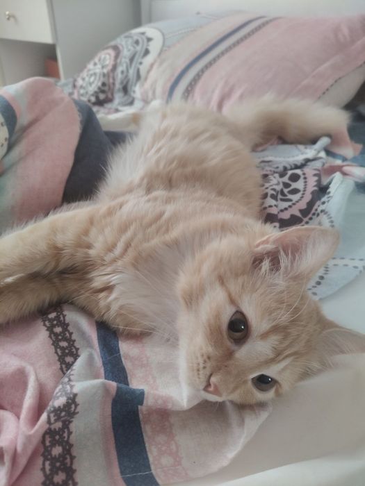 Отдам даром игривую кошку