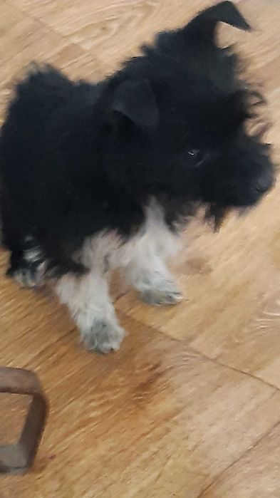 Йоркширски териер