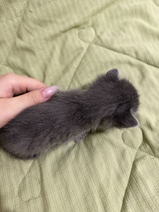 Котята на продажу