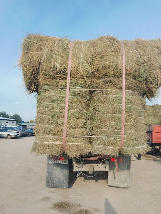 Сено жоношка урлон жоношка сатамын урлон жоношка сатамын