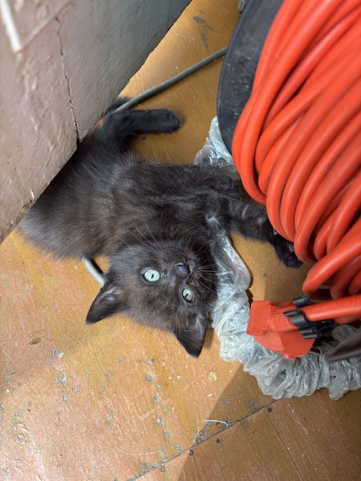 Котята  в добрые руки