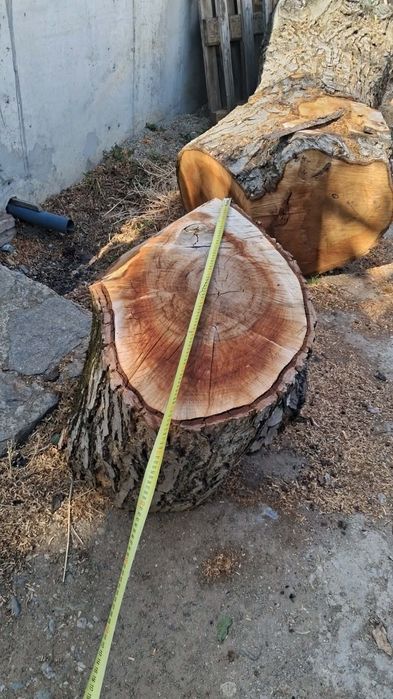Труп от орех,без документи