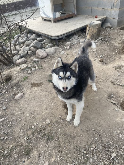 Хаски күшік ұрғашы 30-к