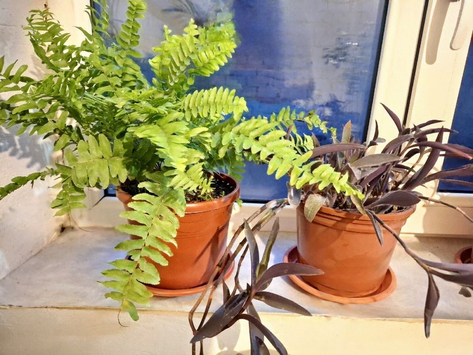 Продам комнатные цветы