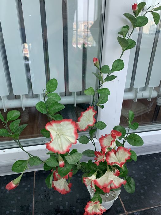 Цветы декоративные