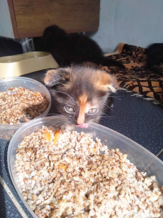 Котята вислоухие