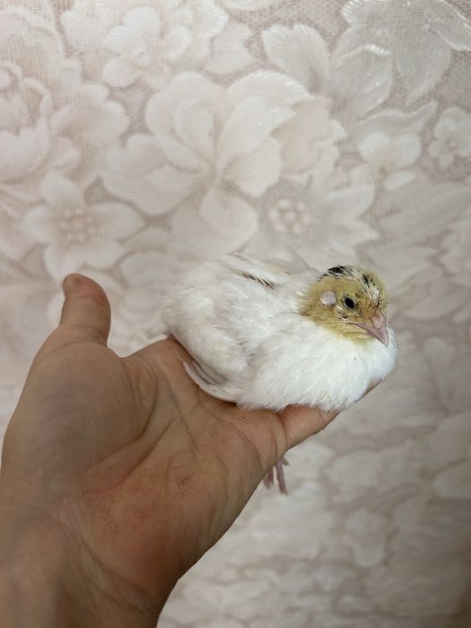 Продам перепелят