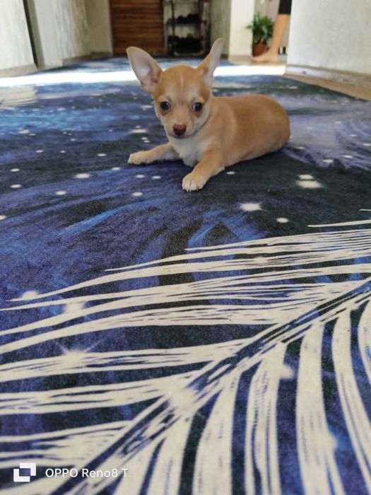 Продам щинка чихуаха