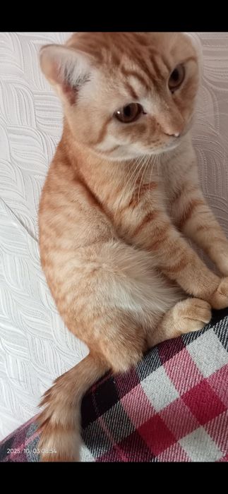 домашний милый кот