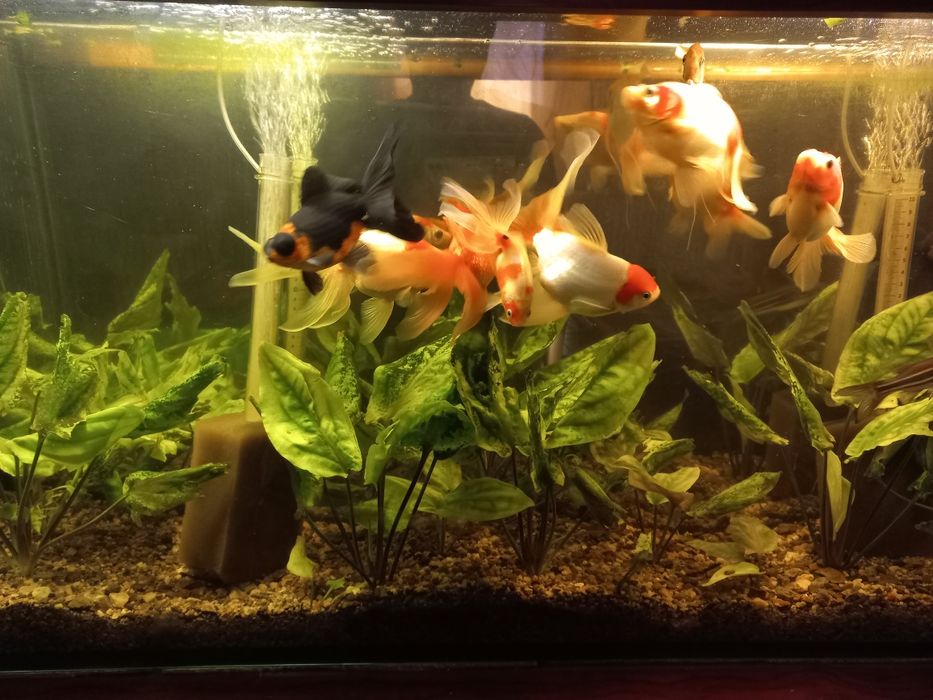 Продам  Аквариум на 100л