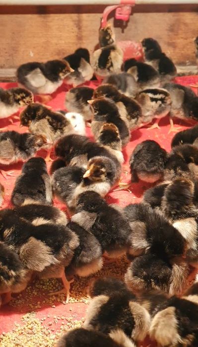 Кучин балапандары сатылады