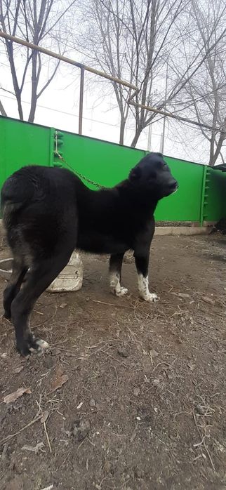 Поводом щенки САО