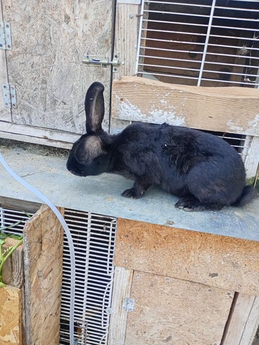 Vând doua iepuroaice in vârstă de 6 luni