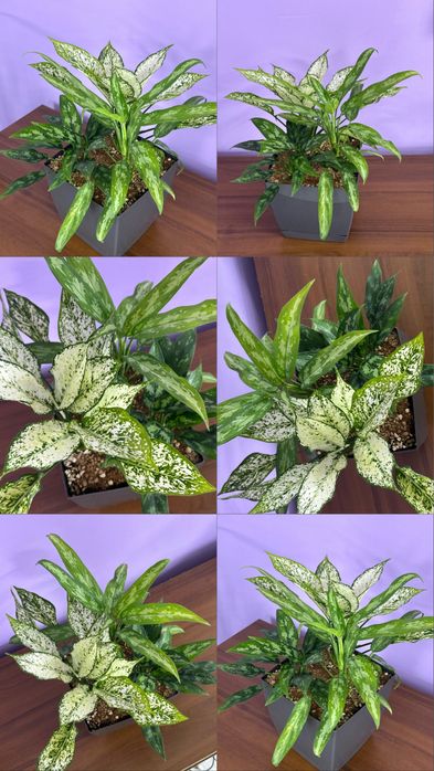 Продам Цветы  ухоженные