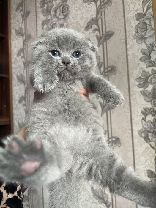 Продаются котята скоттиш фолд