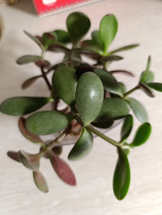 Крассула денежное дерево