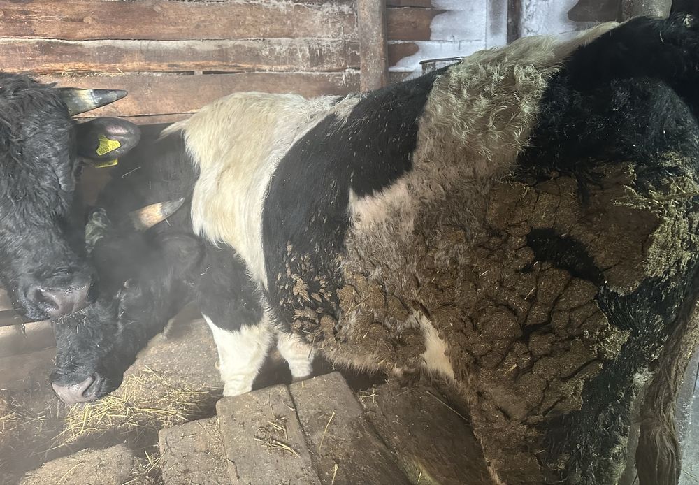 Продам бычков с откорма