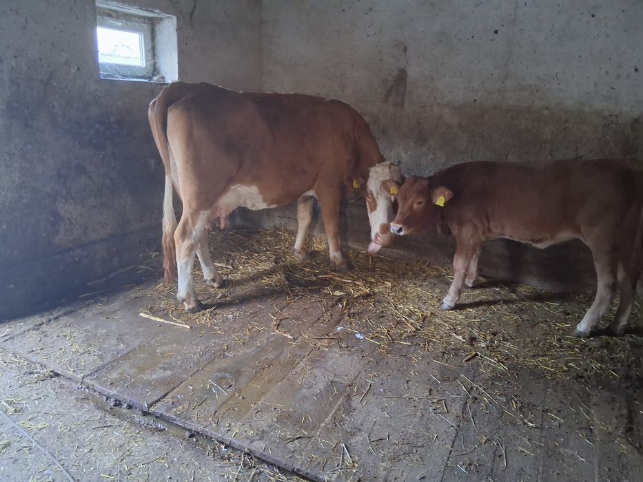 Vand vaca cu vitea