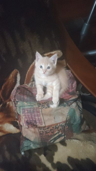 Домашние животные,.