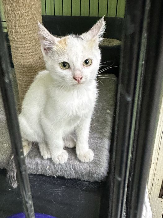 Дарю котенка доброму человеку