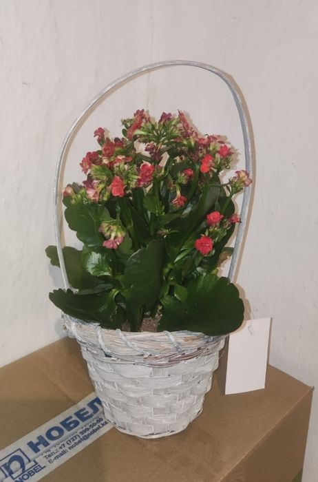 Доллар и другие цветы