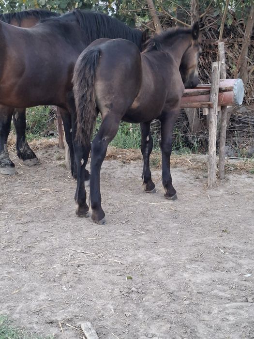 Manz de vanzare 4 luni din parinti buni