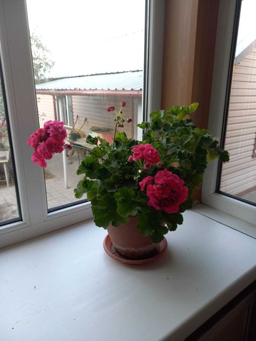 Удобрение. Гидропонный 9-компонентный раствор