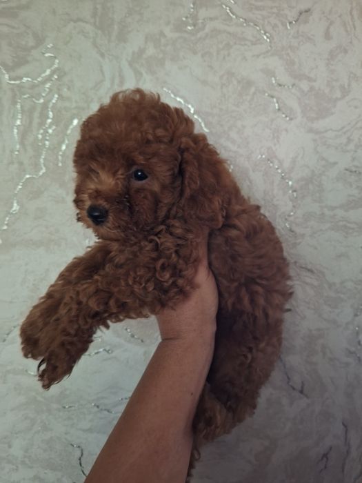 Готовы к перезду в новый дом красные китайские щенки