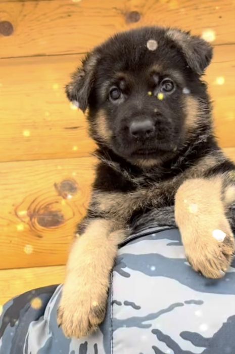 Щенки немца 100% доставка бесплатно