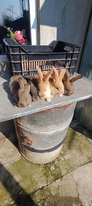 Iepuri uriaș de Transilvania și uriaș gri german