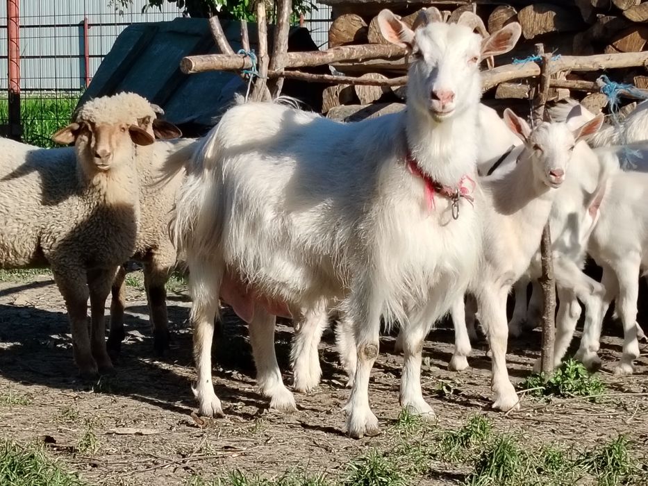 Capră sannen de vânzare