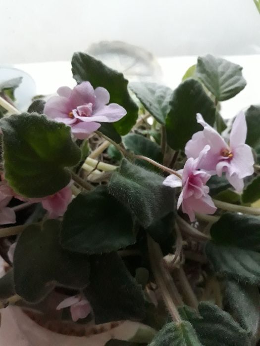 Фиалки розовые,голубые, малиновые