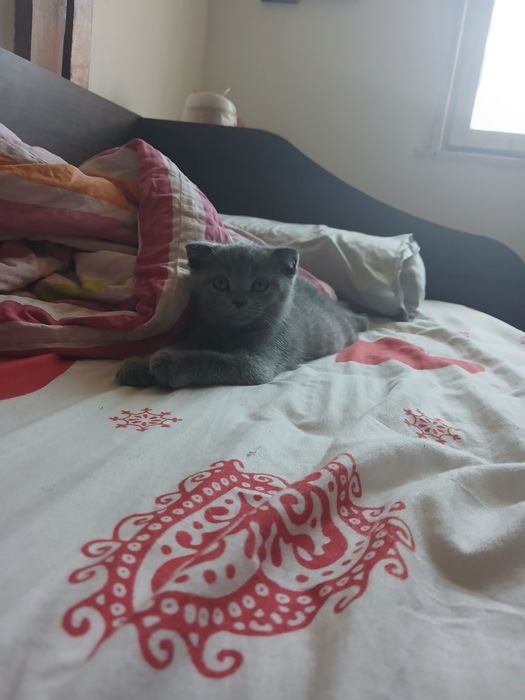 Британски котки 3 броя