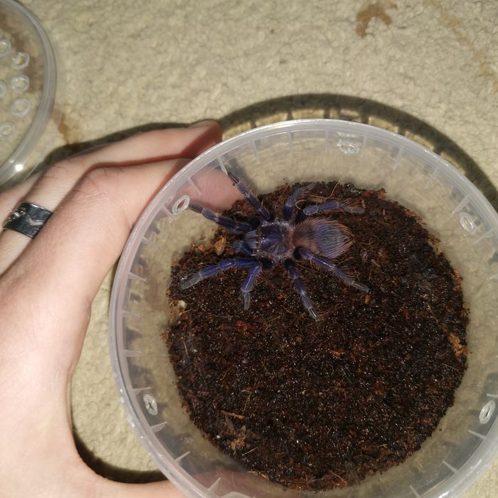 Пауки птицееды разные виды