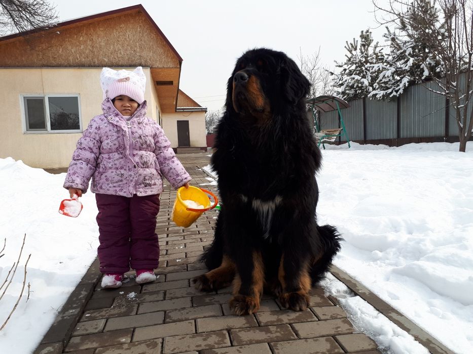 Тибетский Мастиф на вязку
