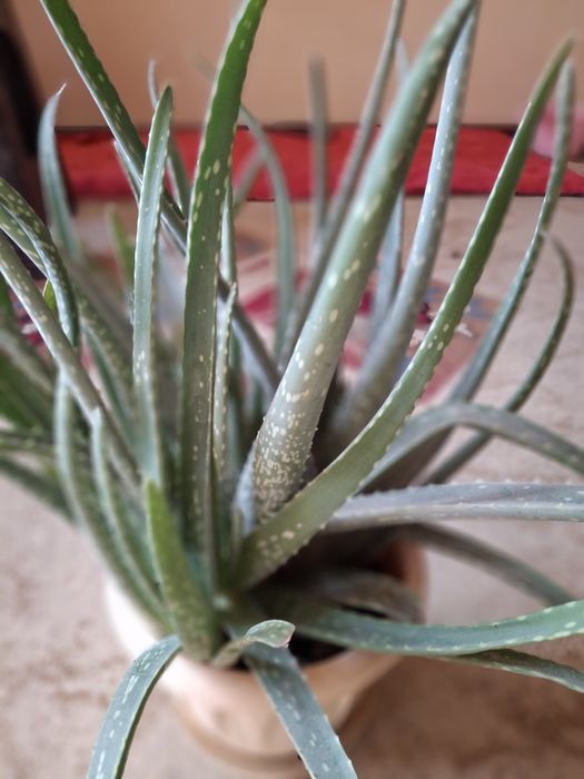 Алоэ   лечебный.