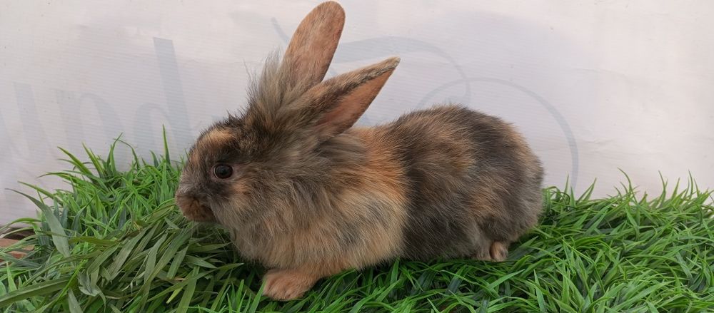 Quyon bolari sotiladi