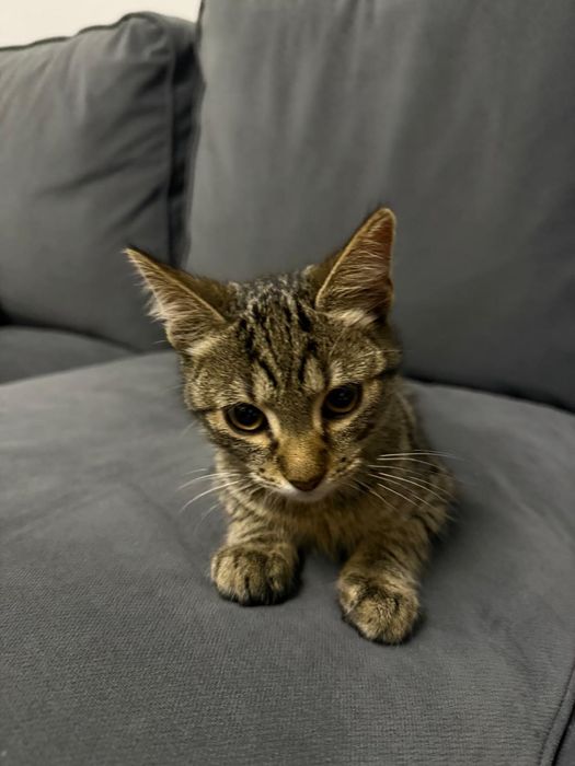 Donez pisica cuminte și frumoasa