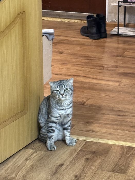 Отдам кота в хорошие руки