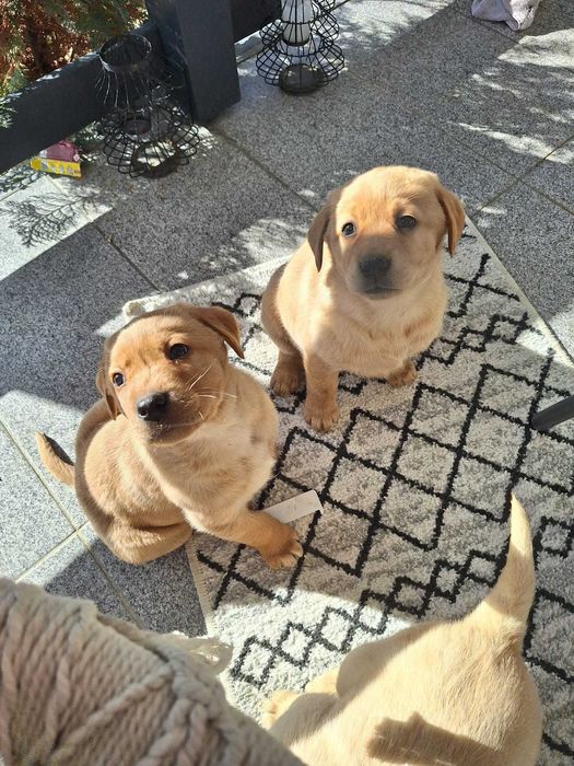 Pui Labrador Retriever