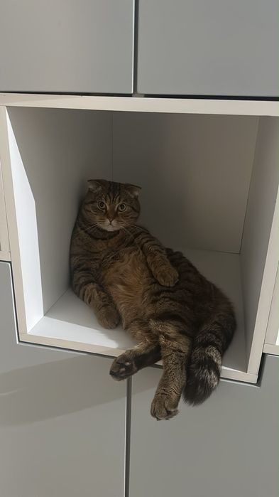 Отдам кота в добрые руки
