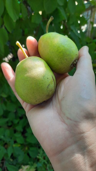 Продам груши, огурцы, кабачки