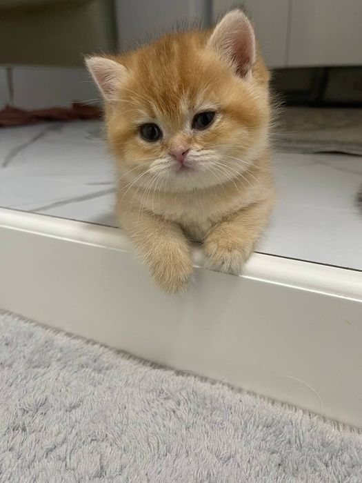 Zalataya shinshila N12