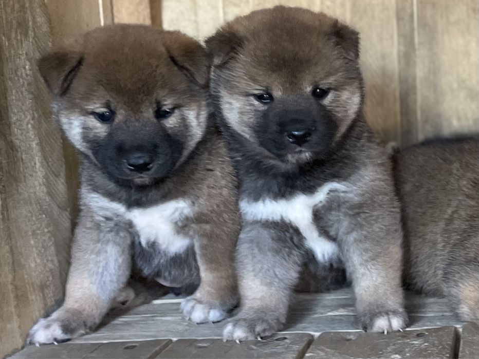 Японские сибочки