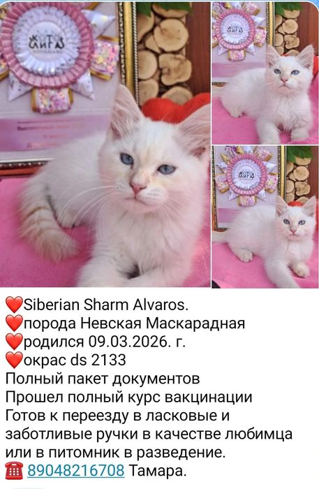 невская маскарадная