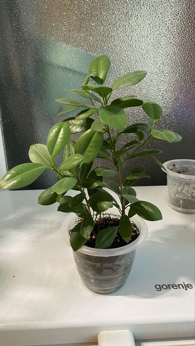 Фикус мокламе, фикус моклейм