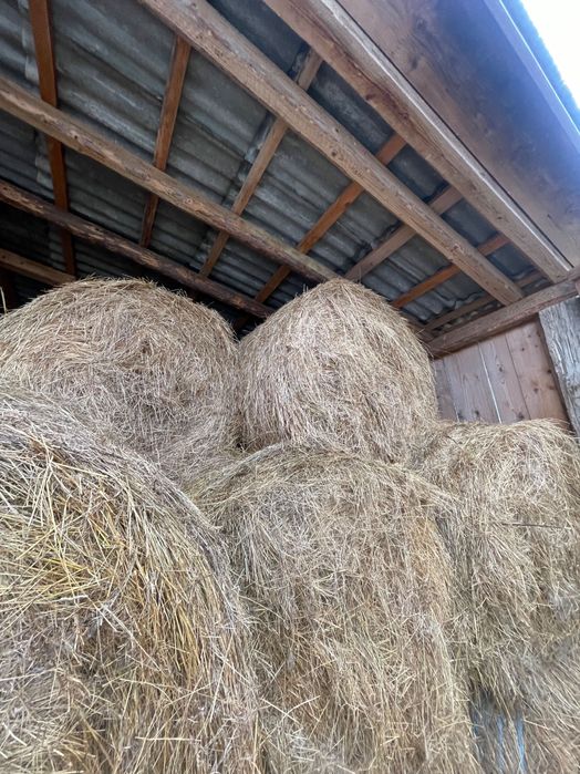 ‼️Baloți de vânzare‼️