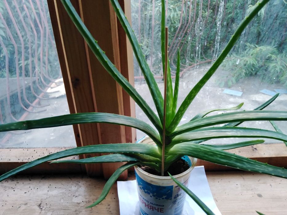 Лечебни Алое Вера и Дървовидно алое, Хлорофитум, Олиандър-лян