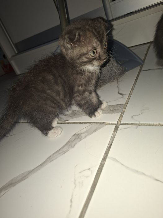 Дарю котят девочек